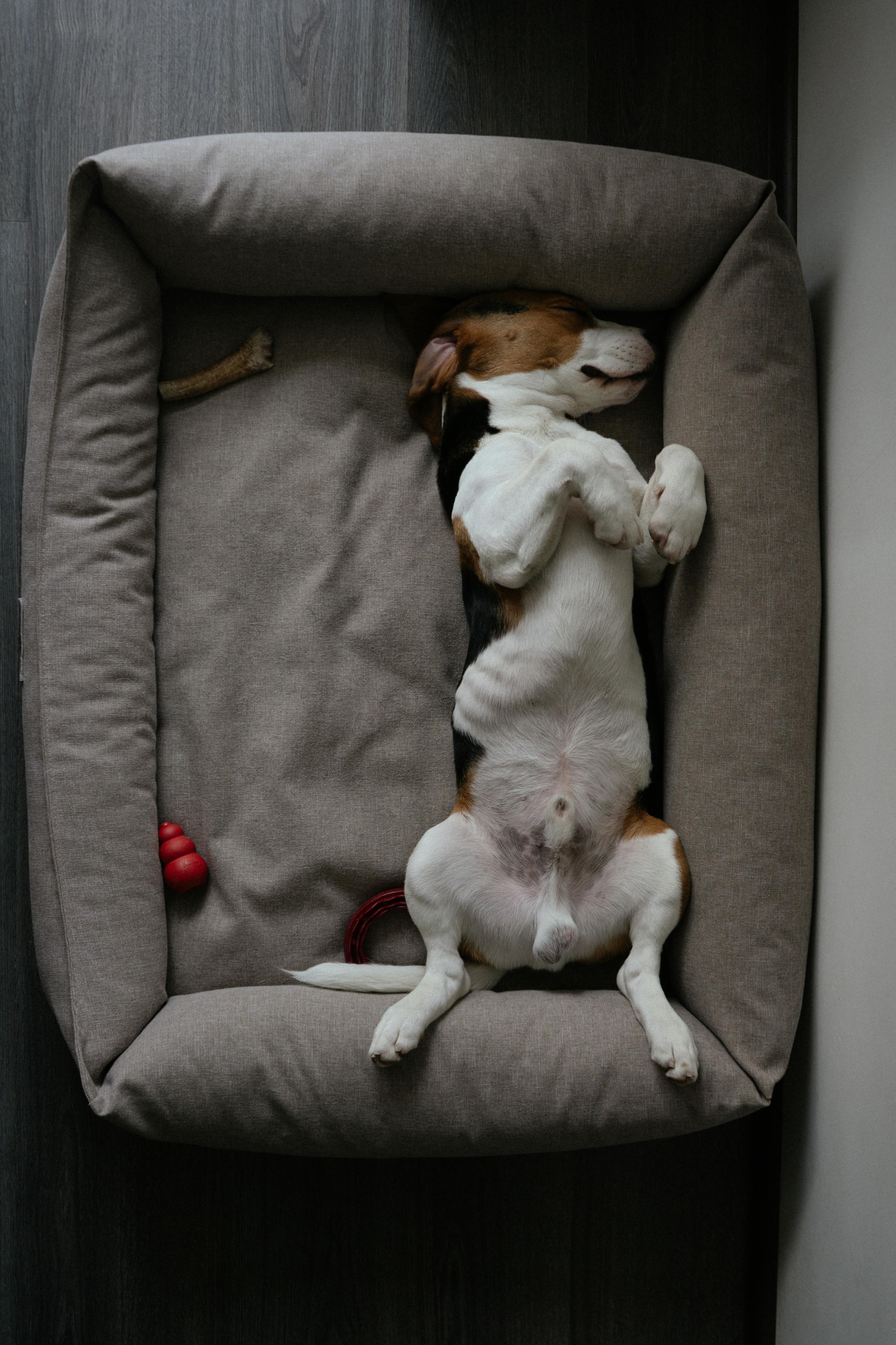 Top-Rated Dog Beds: Give Your Pup the Sleep They Deserve