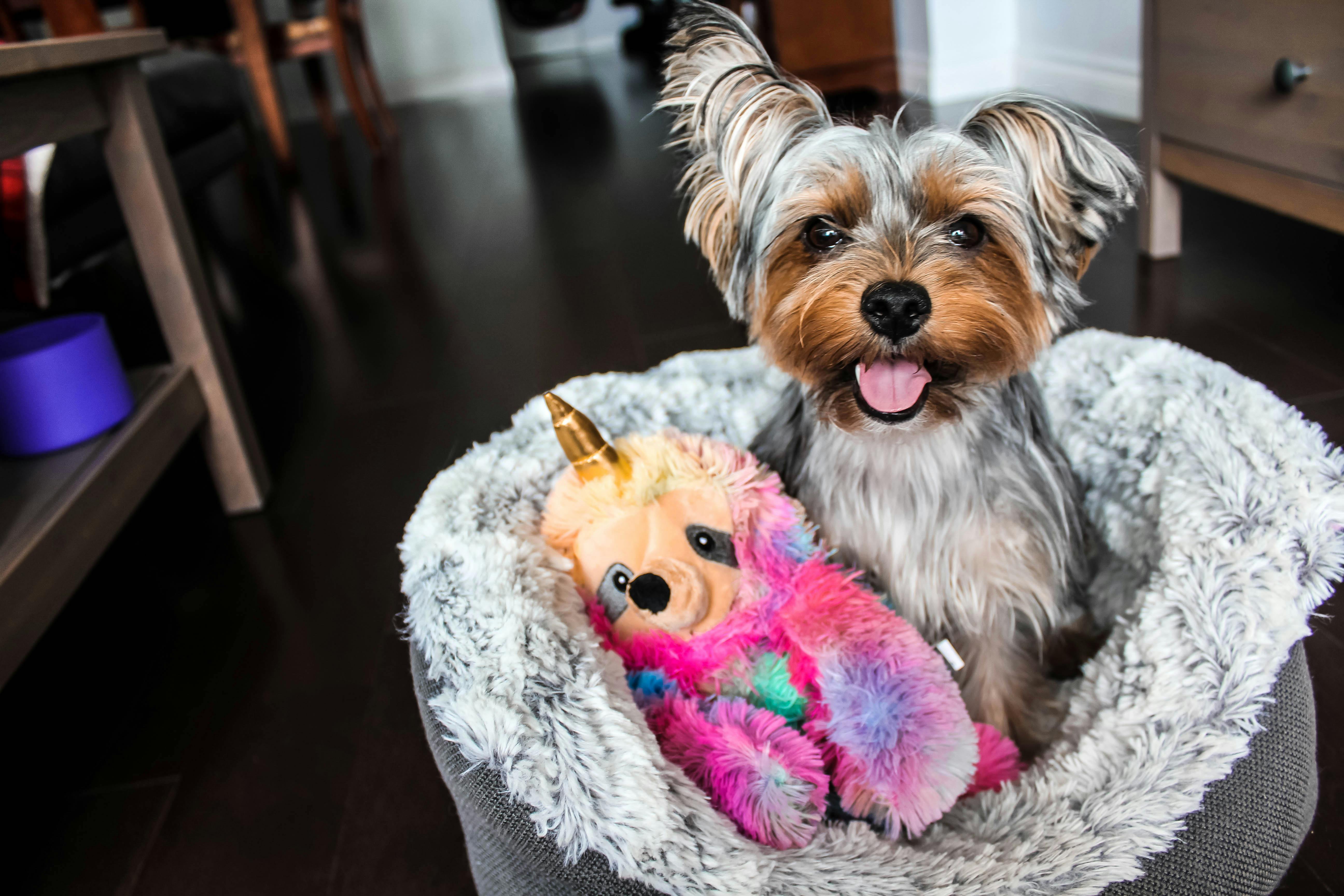Do Dogs Need Pillows to Sleep? A Guide to Canine Comfort and Better Rest
