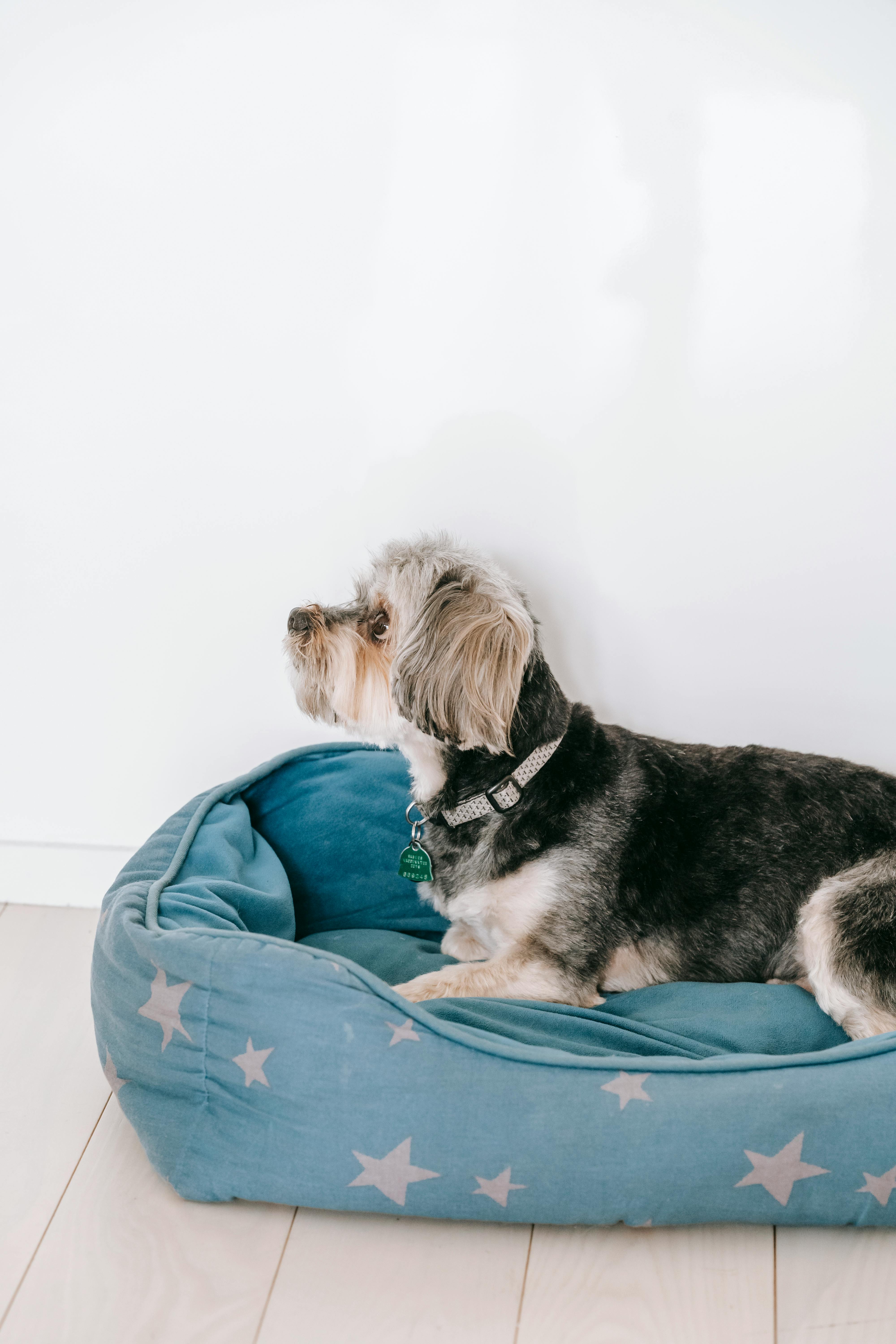 Best Location for a Dog Bed: Where Should Your Pup Sleep?