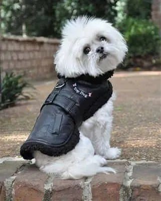 Durable Chew Toys for Your Playful Pooch