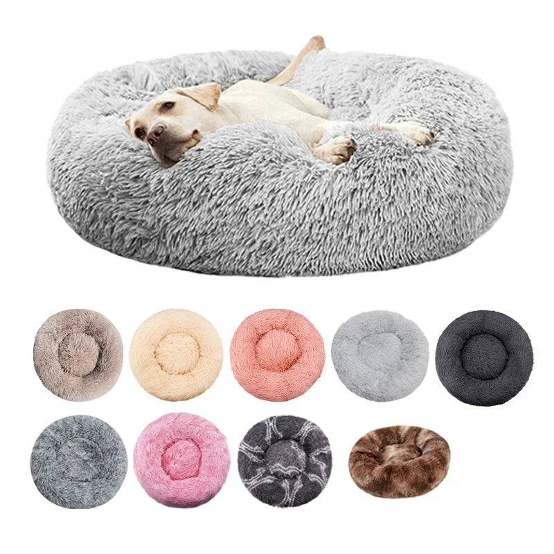 Do Dogs Prefer Beds or Floors? Here’s What You Need to Know 🐶🛏️