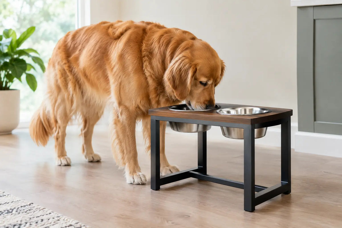 Are Elevated Feeders Safe for Dogs at Home?