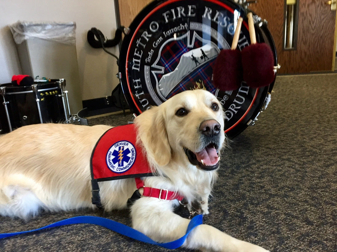 The Benefits of Therapy Dogs: Enhancing Lives and Well-Being
