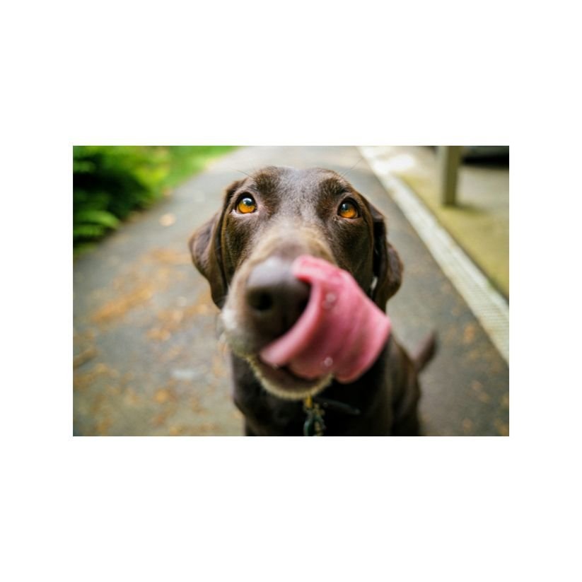 Heartwarming Stories of Dog Rescues and Adoptions: Finding Forever Homes