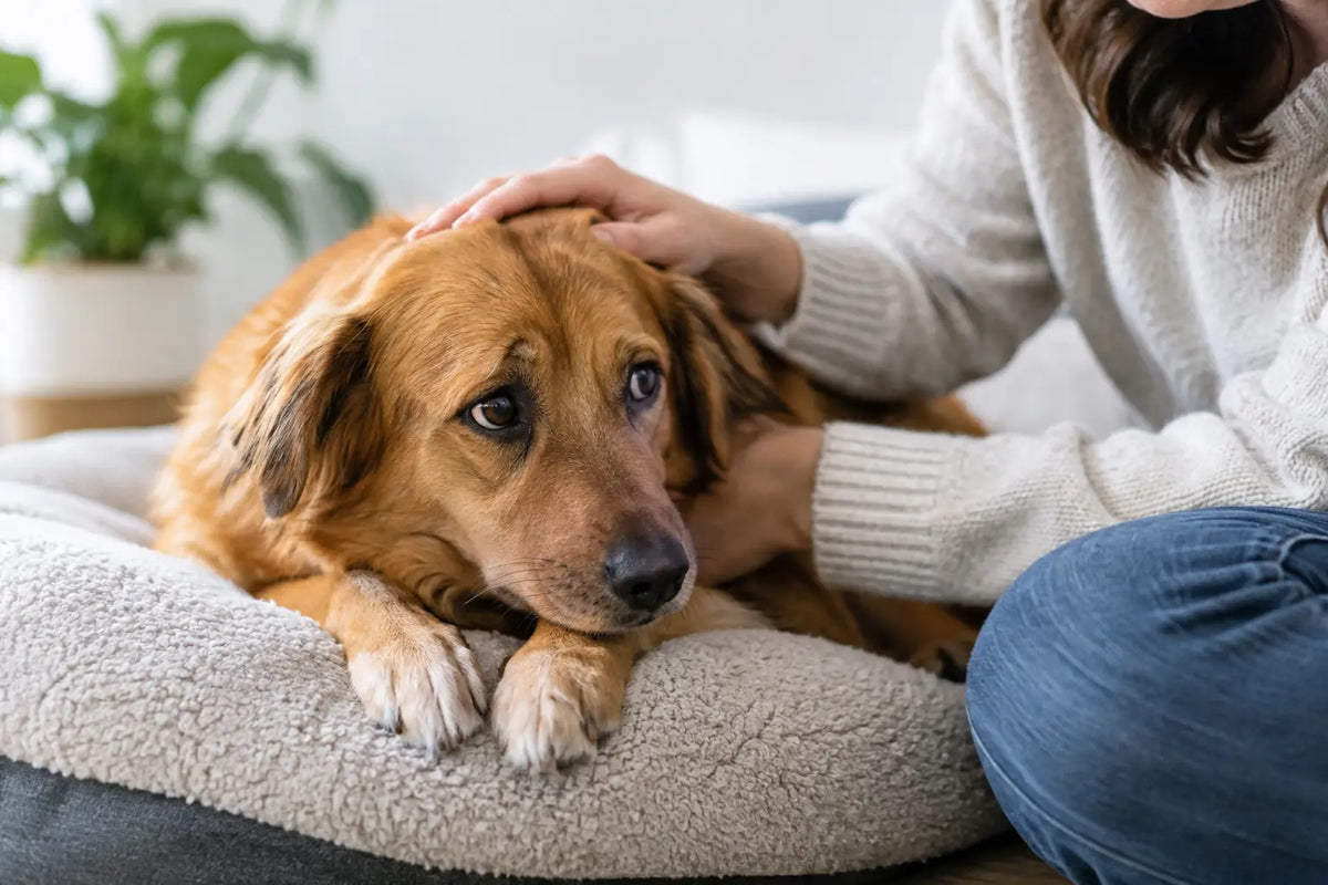 Dog Anxiety: Signs, Triggers, and Gentle Support