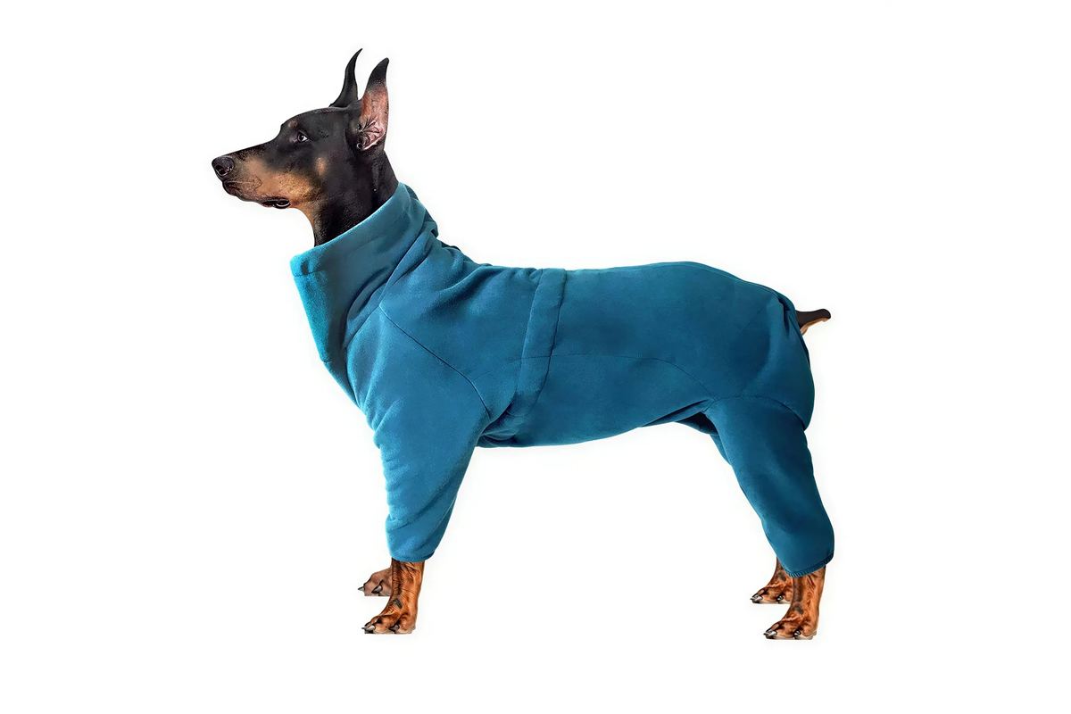 Senior dog wearing a turquoise fleece winter jacket on a white background