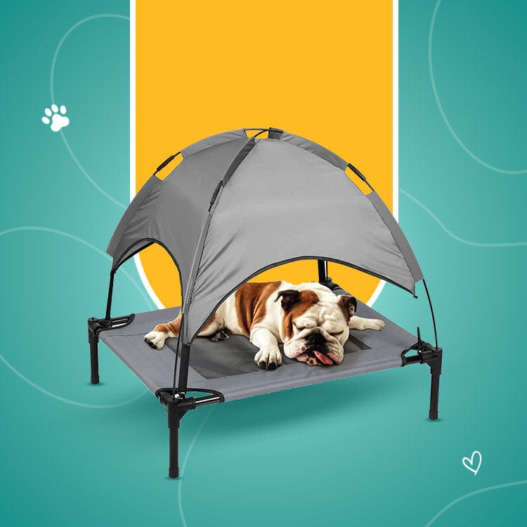 Benefits of Raised Dog Beds: Why Elevated Is Better for Your Dog