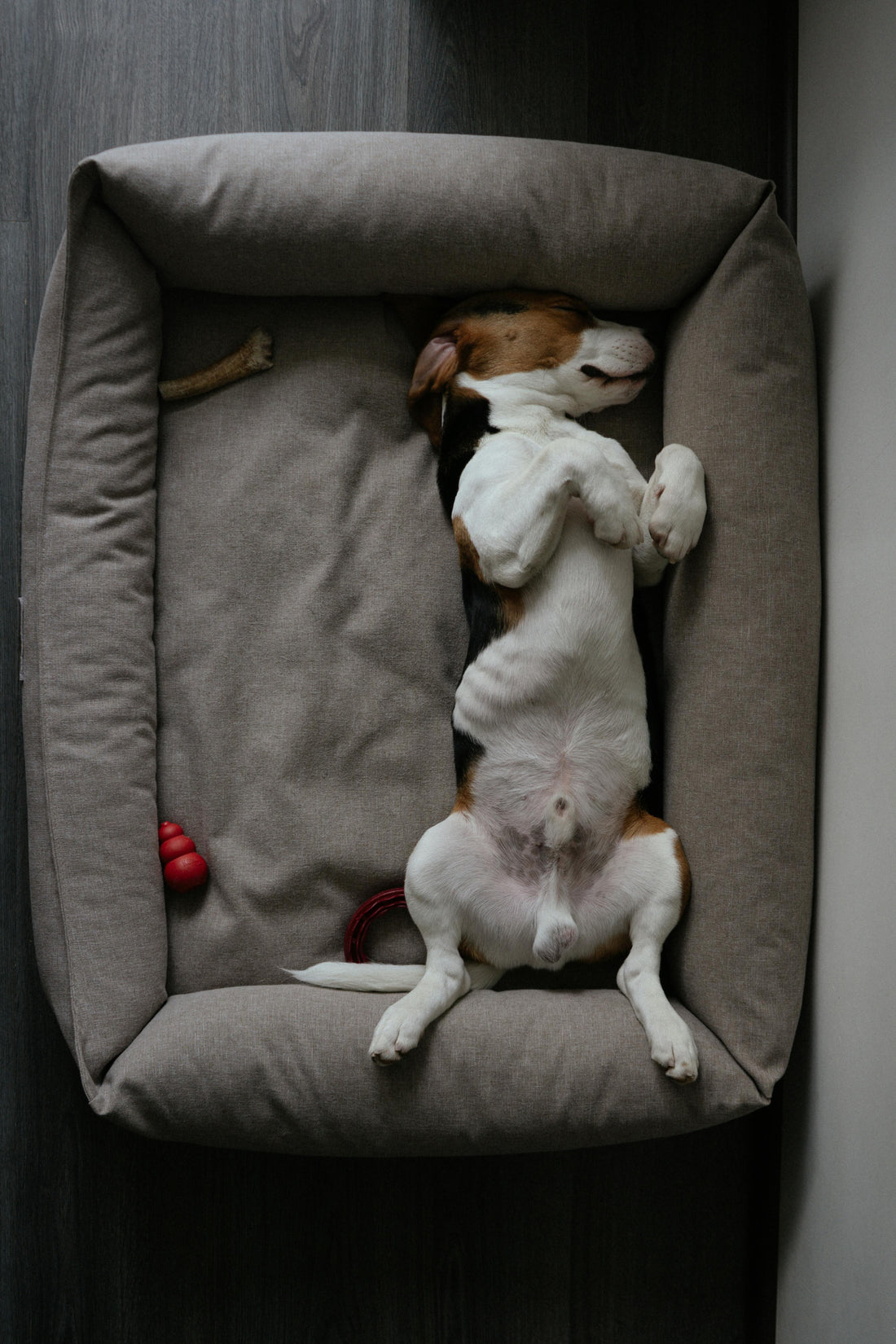Top-Rated Dog Beds: Give Your Pup the Sleep They Deserve