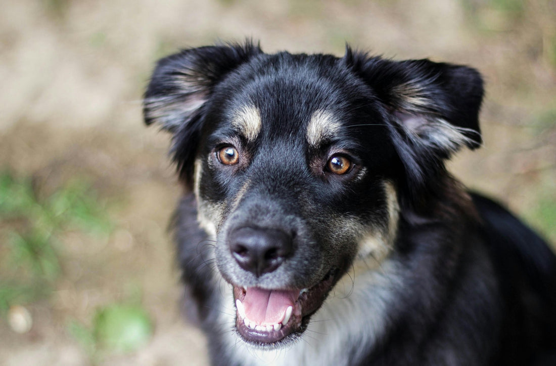 Celebrating Shepherd Rescues in the USA: Heroes with Paws