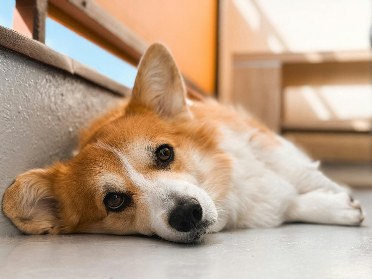 Top 10 Dog Shelters in the USA: Find Your Furry Friend