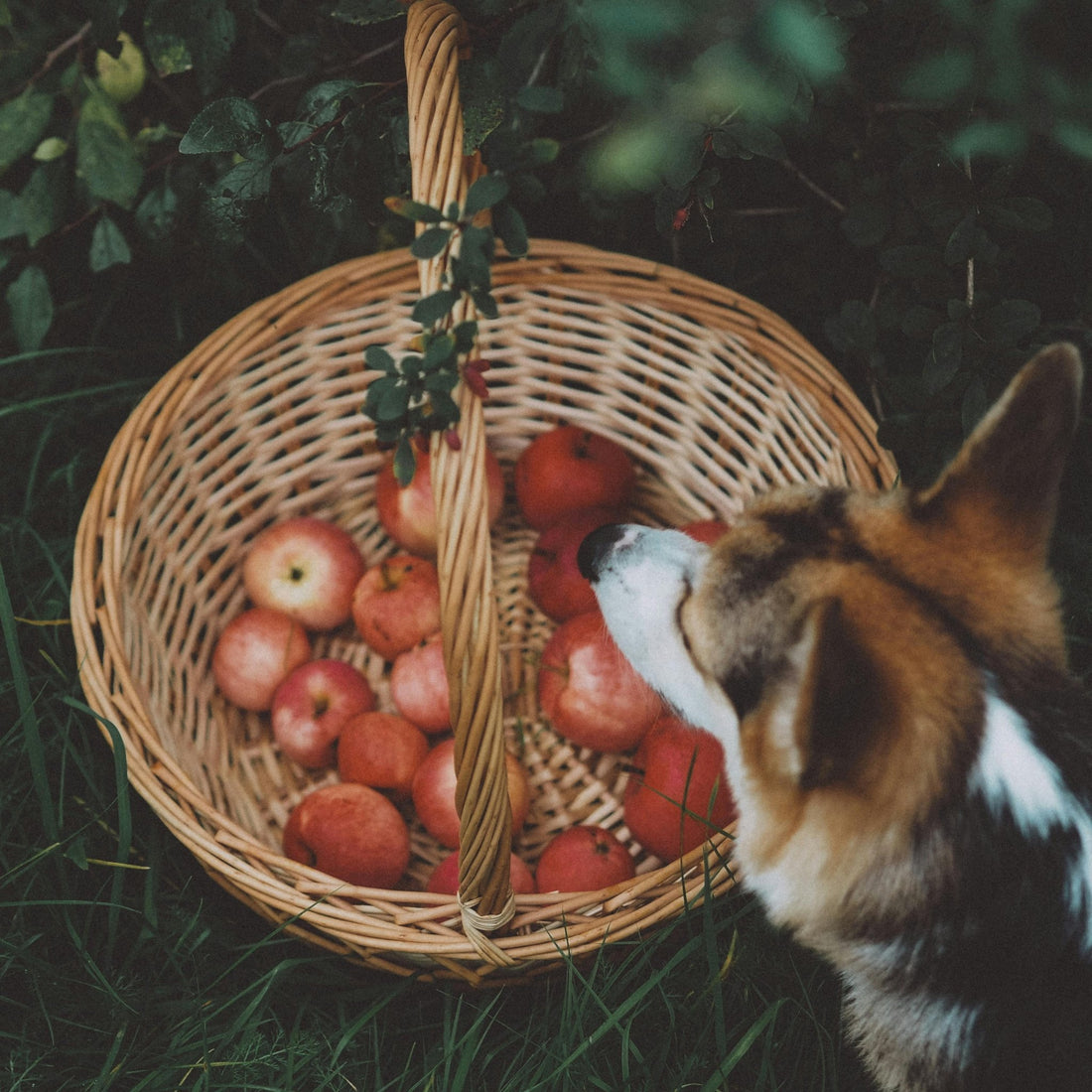 The Benefits of Raw Diets for Dogs: Why You Should Consider It