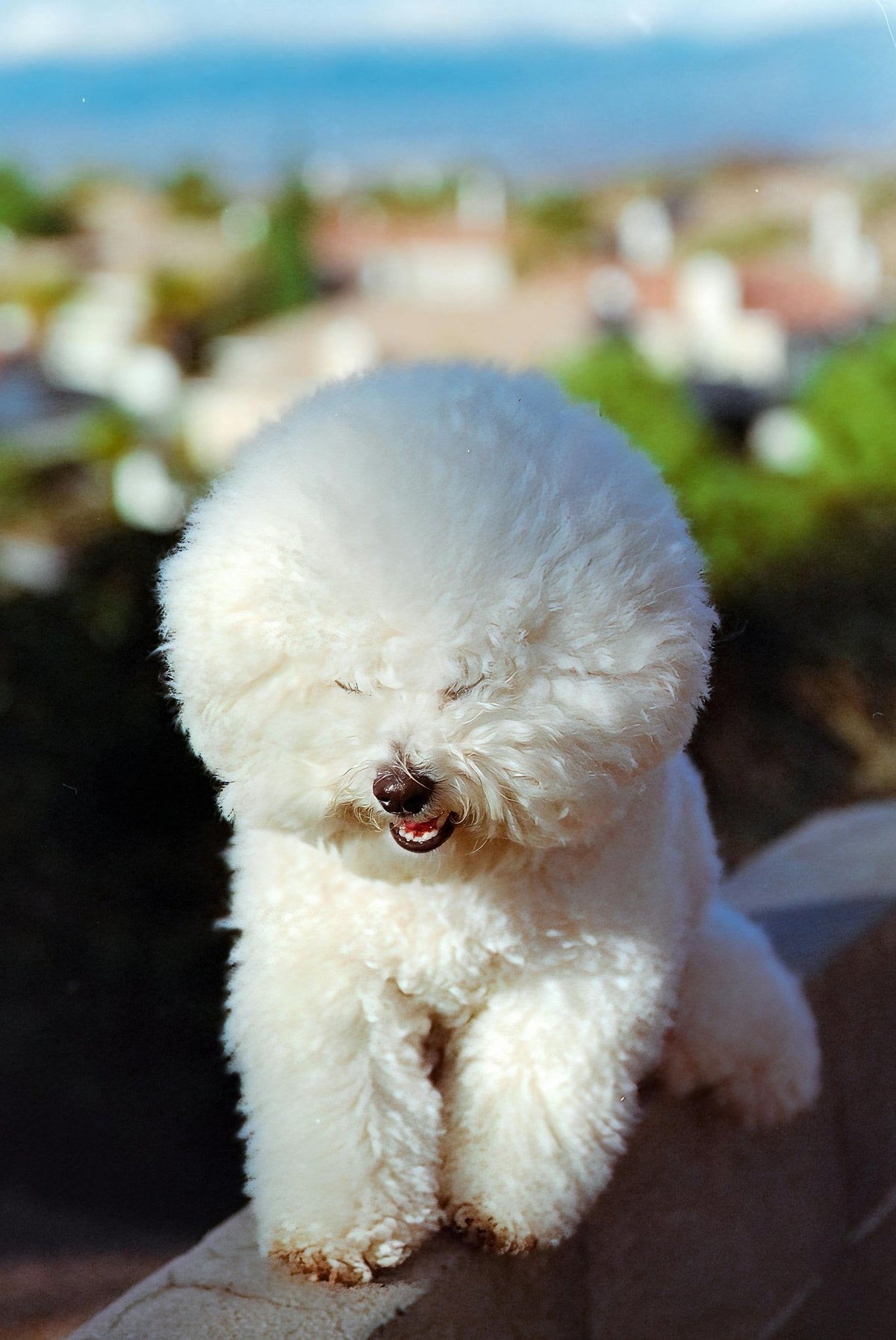 The Ultimate Guide to Best Friends Dog Grooming: Turn Your Pup into a Glamorous Superstar