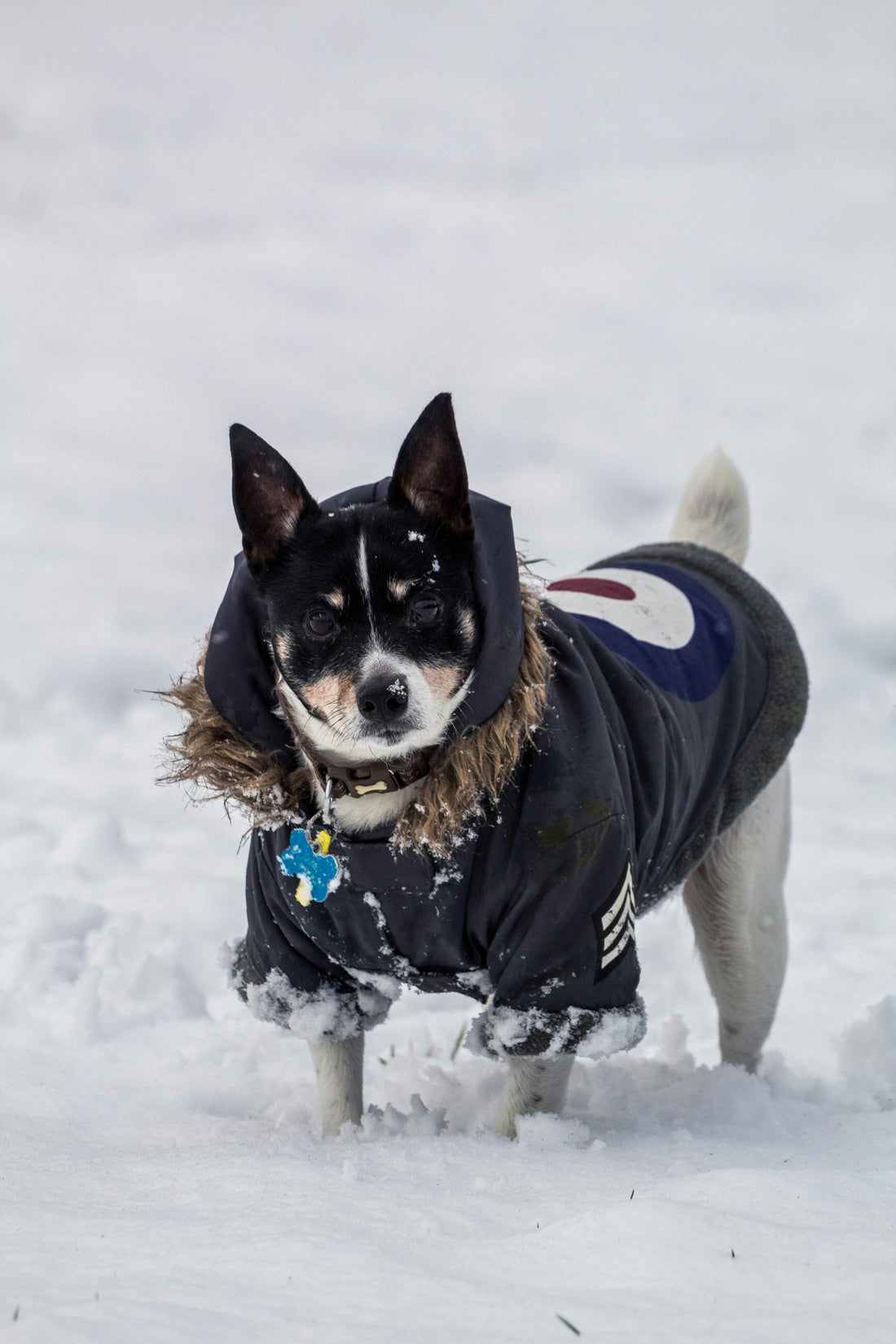 Best Dog Snowsuits to Keep Your Pup Warm This Winter