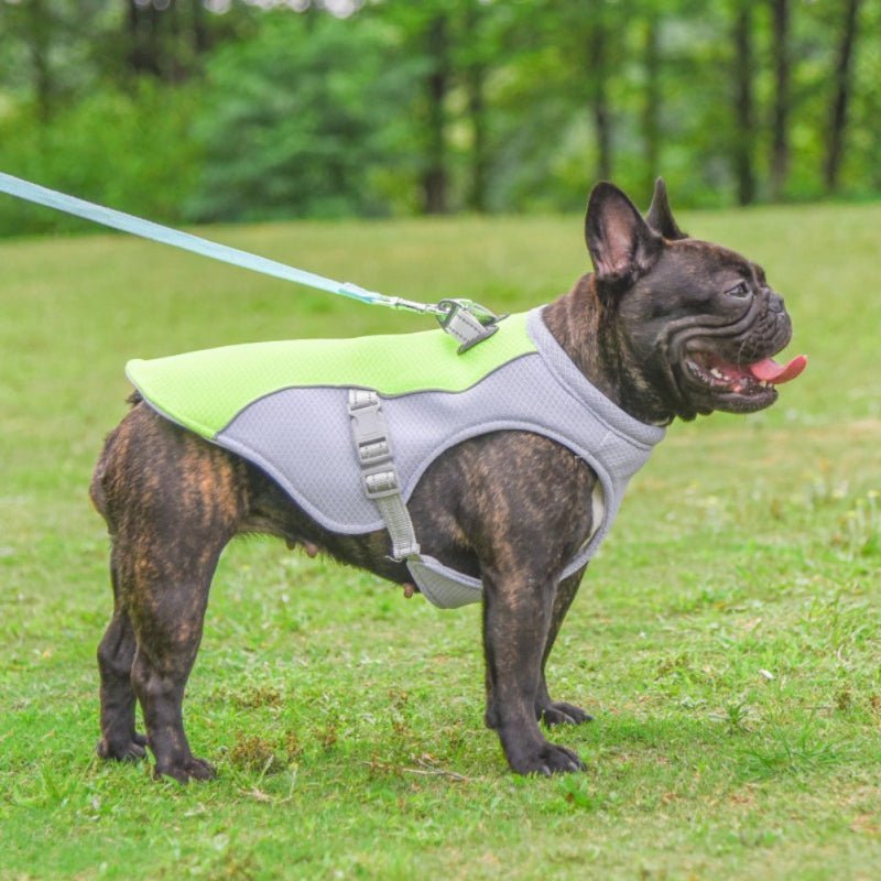 Beat the Heat: The Ultimate Guide to Cooling Dog Vests