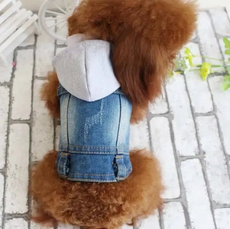 Small brown dog wearing a blue denim vest with a grey fabric hood and distressed detailing.