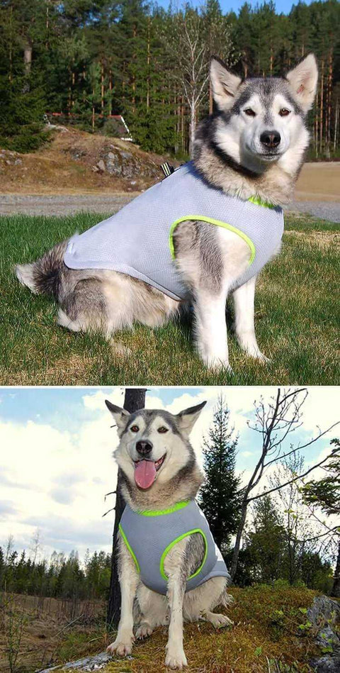 Dog Cooling Vest