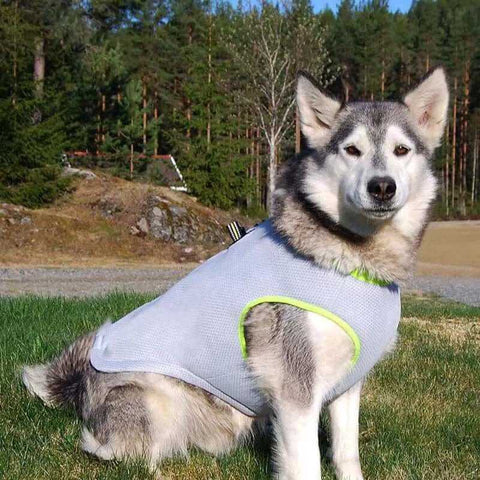 Dog Cooling Vest