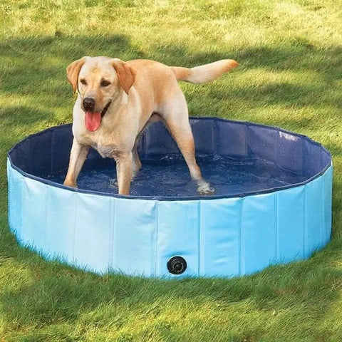 Outdoor Dog Swimming Pool