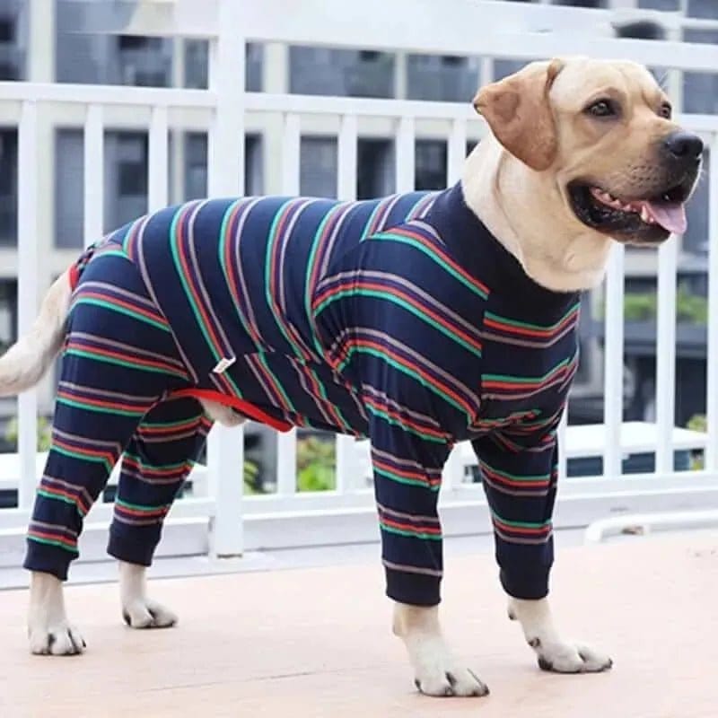 Yellow dog wearing navy blue fabric pajamas with horizontal red and green stripes, standing on a patio.