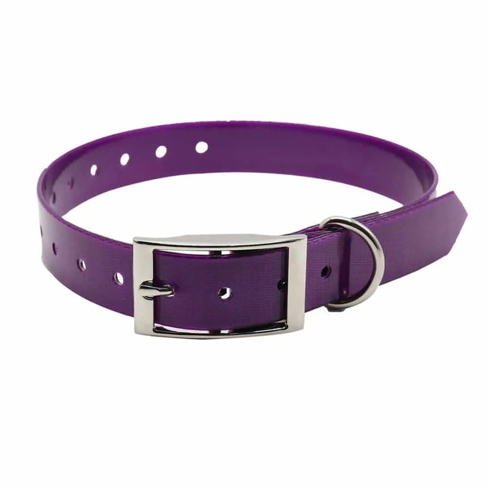 Purple plastic dog collar with a silver metal buckle and D-ring on a white background.