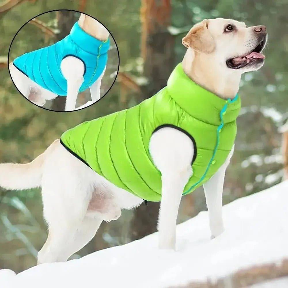 Dog Cold Weather Gear