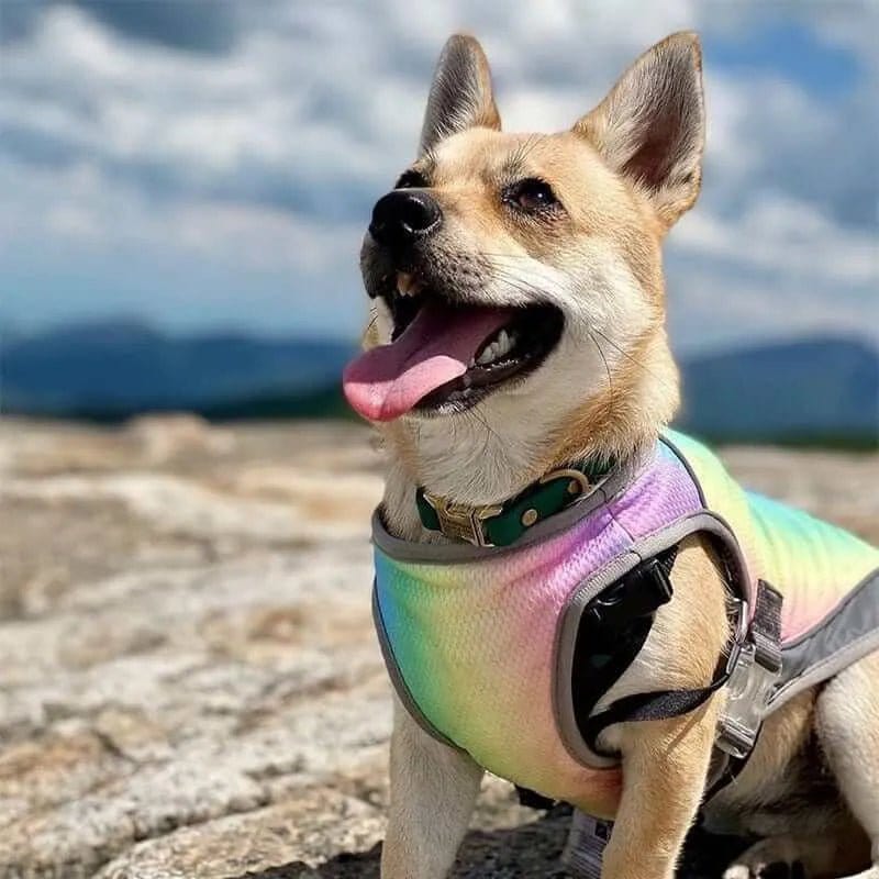 A dog wearing a multicolored reflective cooling vest.
