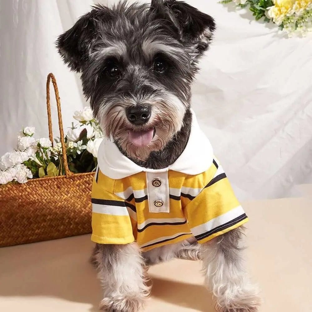 Black and grey dog wearing a yellow, black, and white striped polo shirt with a white