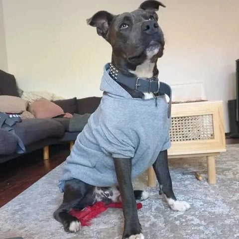 Dog Hoodie