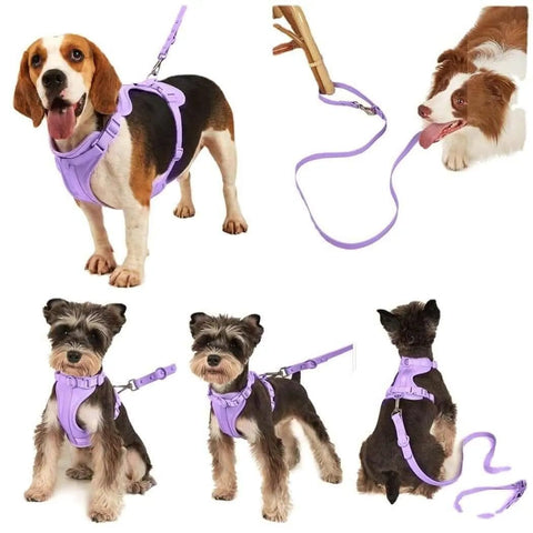 Puppy Collar and Harness Set