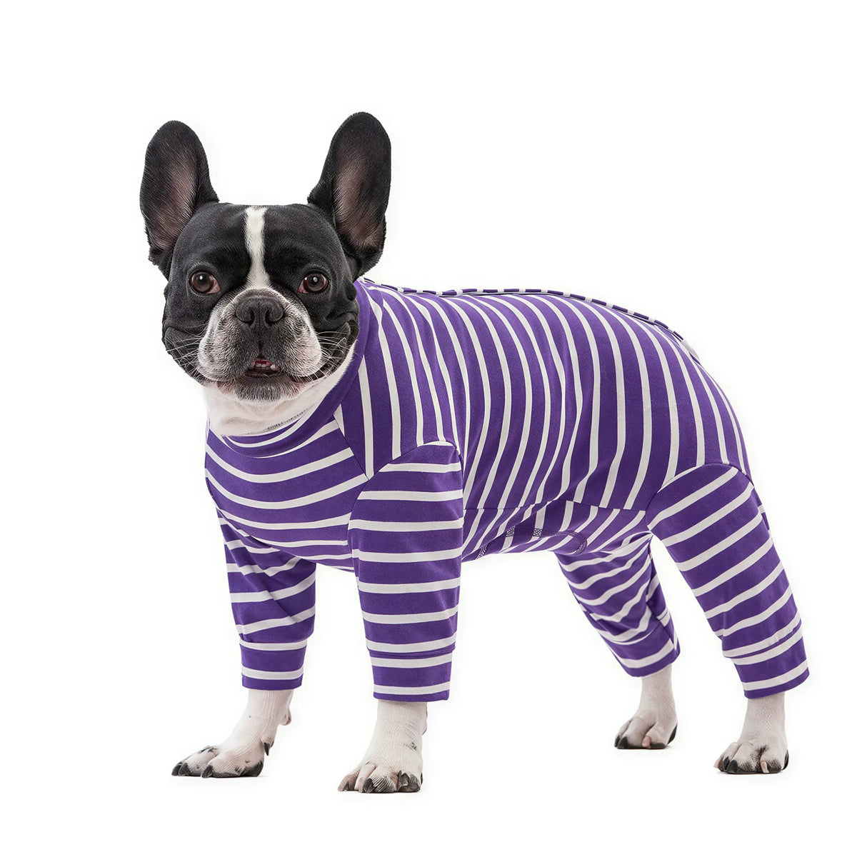 Black and white French bulldog wearing purple and white striped fabric pajamas with four legs on a white background.