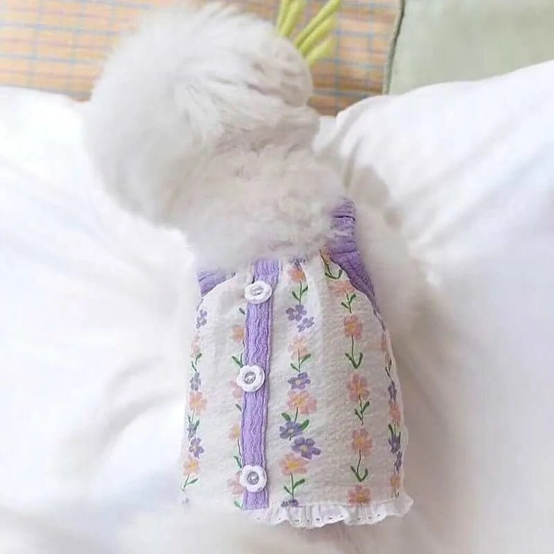 Small white dog wearing a white fabric dress with purple trim, floral print, and three white buttons on a white pillow.