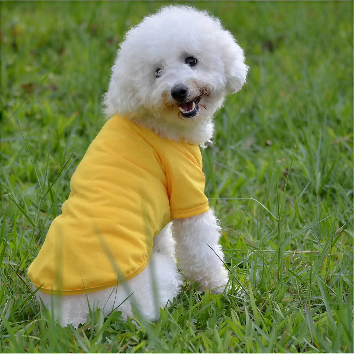 Small white curly-haired dog wearing a yellow fabric polo vest while sitting in green grass.