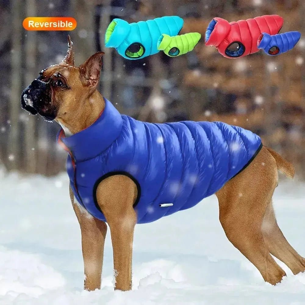 A dog wearing a blue reversible vest in a cold weather setting, with additional colors shown in parentheses.