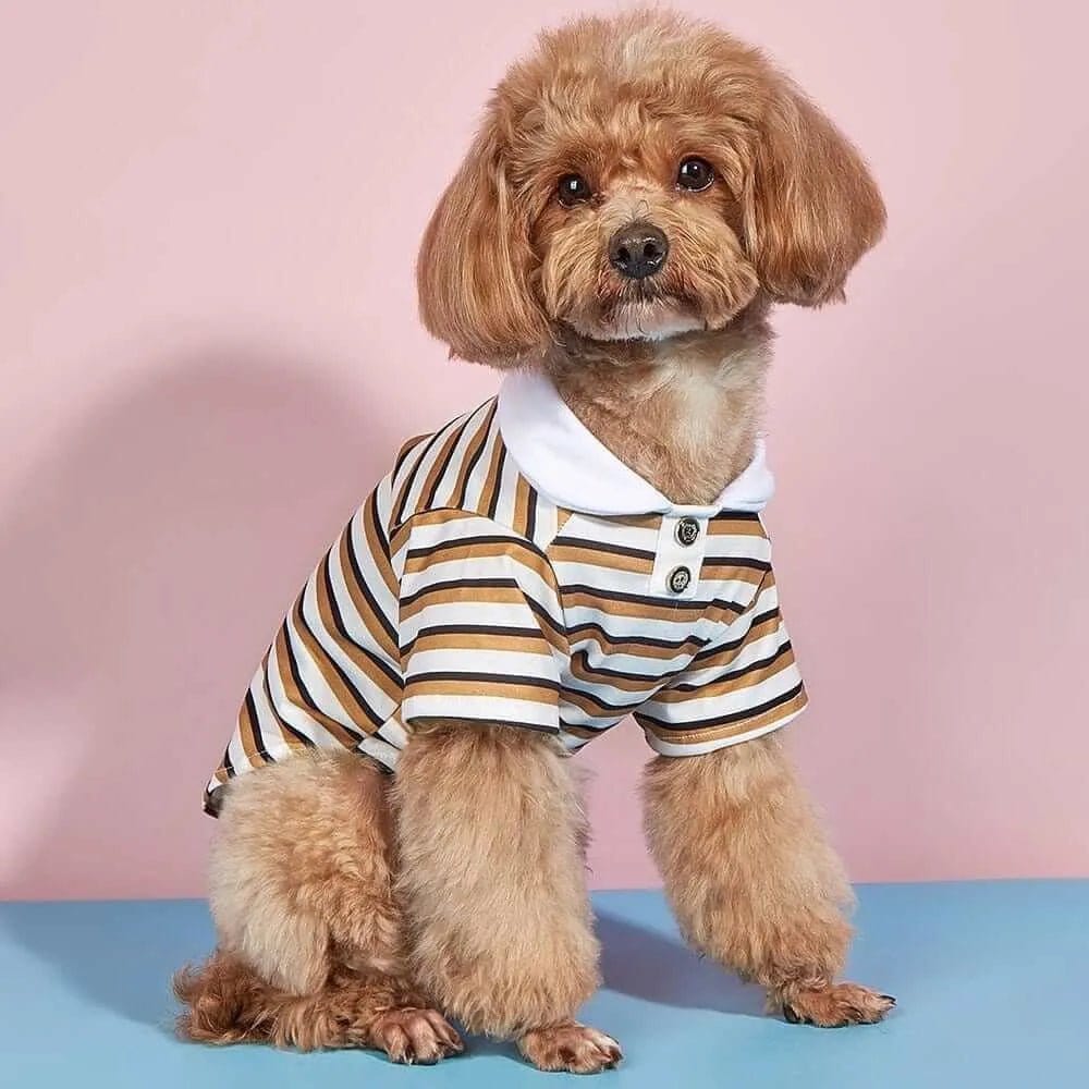 Small brown dog wearing a brown, white, and black striped polo shirt with a white collar and two buttons.