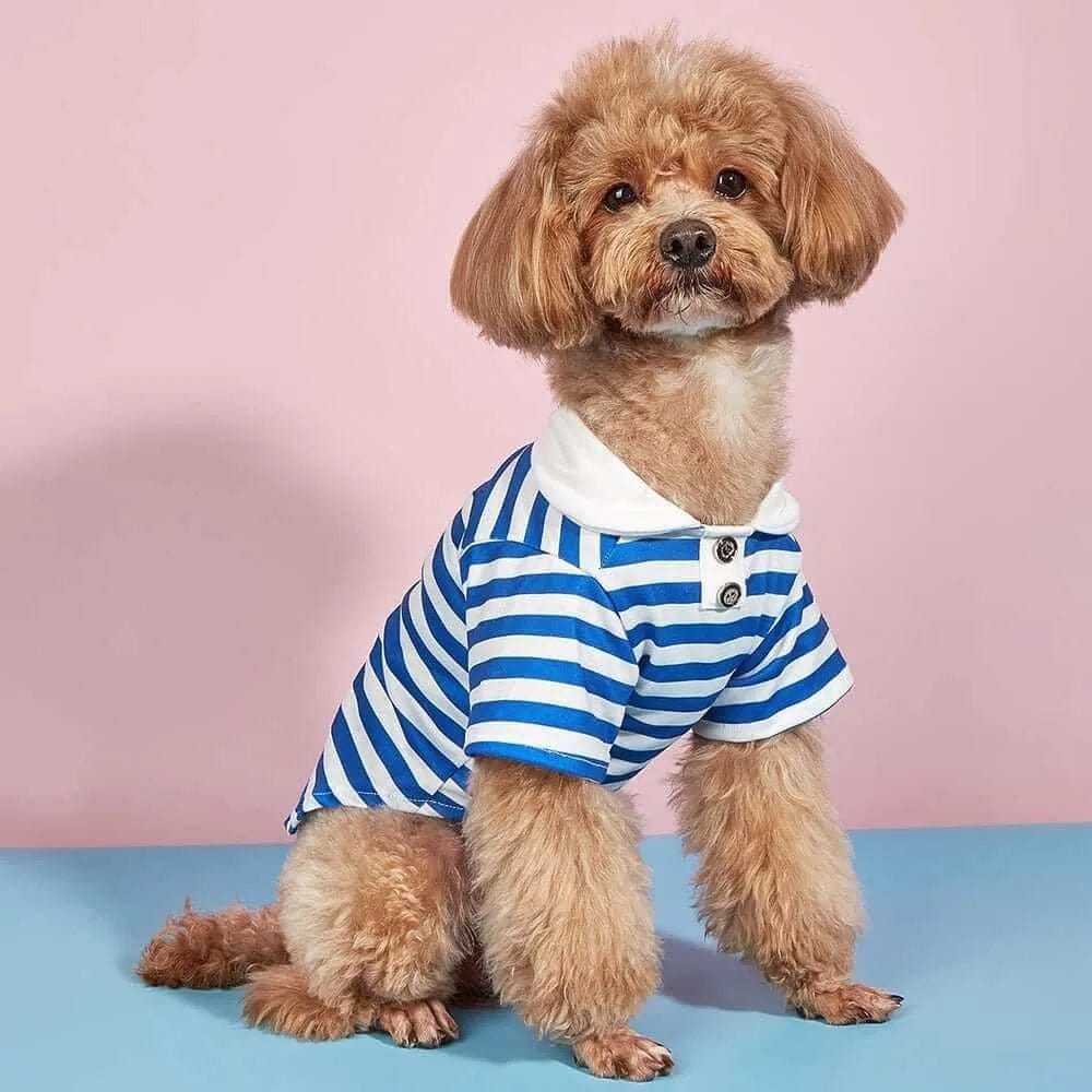 Small brown dog wearing a blue and white striped polo shirt with a white collar and two buttons.