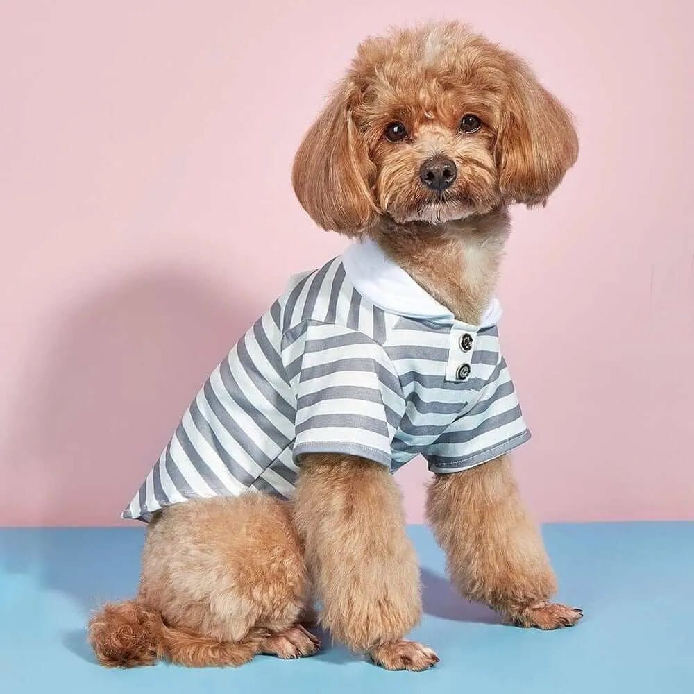 Grey and white striped dog polo shirt with a white collar, worn by a small