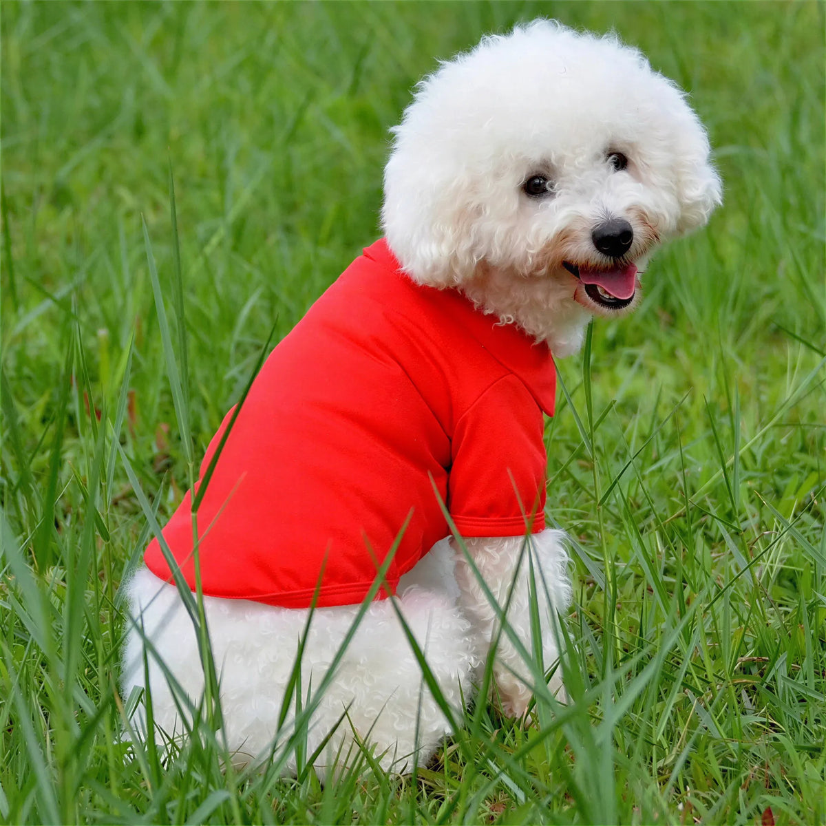 A small white fluffy dog wearing a red fabric polo vest sits in green grass.