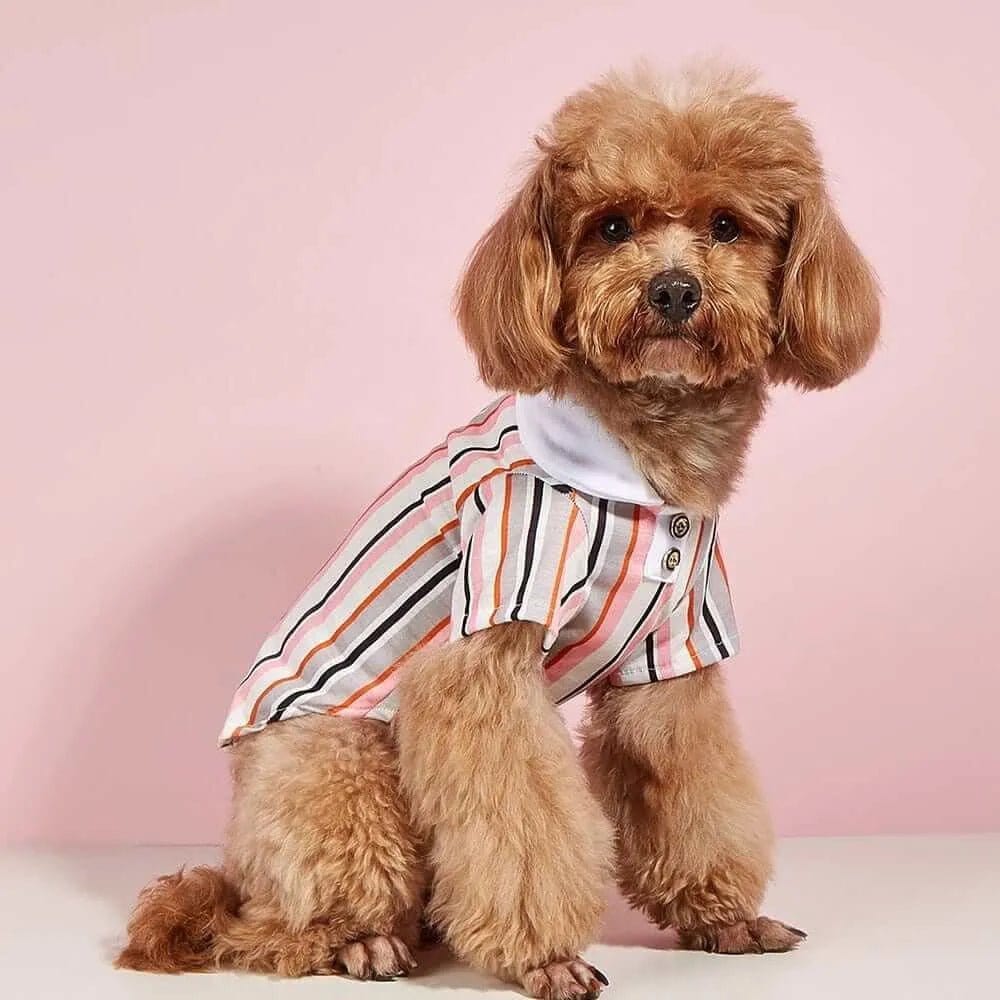 Small brown dog wearing a striped fabric polo shirt with a white collar, sitting against a pink background.