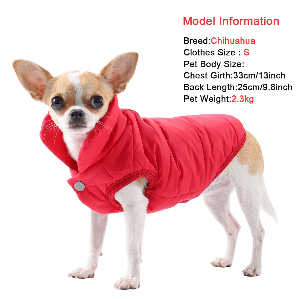 Small tan and white Chihuahua wearing a red quilted fabric vest with a high collar and silver button.