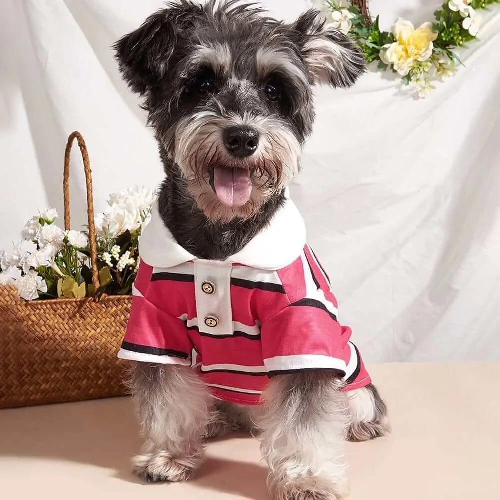 Small black and grey dog wearing a pink and white striped fabric polo shirt with a white collar and two buttons.