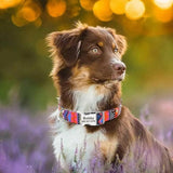 Personalized Engraved Dog Collar