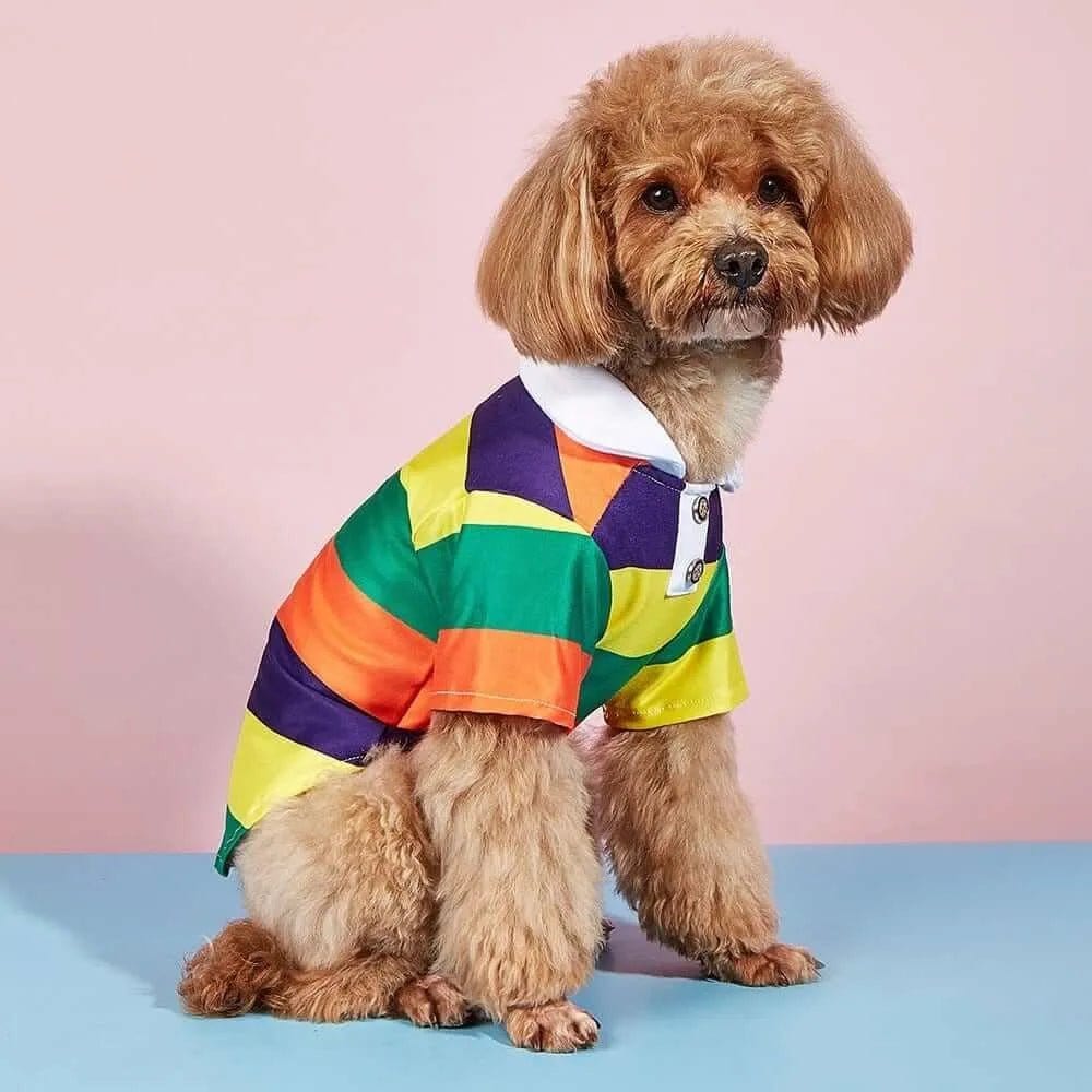 Small brown dog wearing a multi-colored geometric print polo shirt with a white collar, sitting against a pink background.