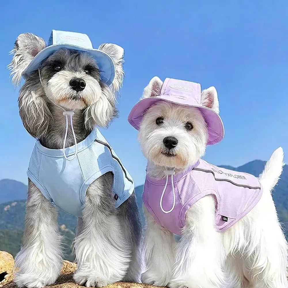 Two dogs wearing hats and vests against a mountainous background