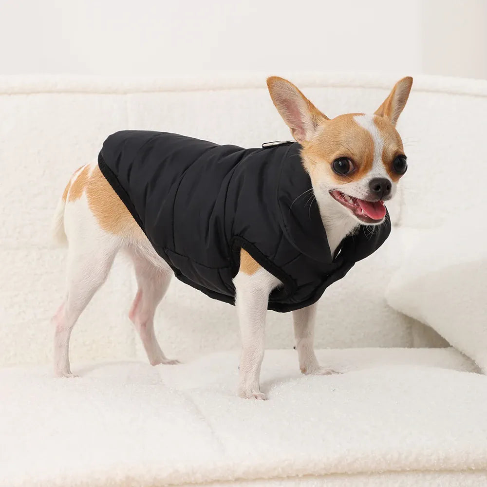 Small brown and white dog wearing a black quilted puffer vest standing on a white textured sofa.
