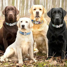 Personalized Engraved Dog ID Collars