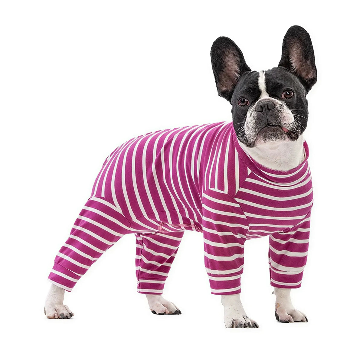 A black and white French Bulldog wearing a purple and white striped fabric onesie with four legs on a white background.