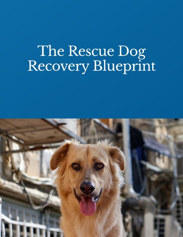 Dog standing in front of a blue background with text 'The Rescue Dog Recovery Blueprint'.