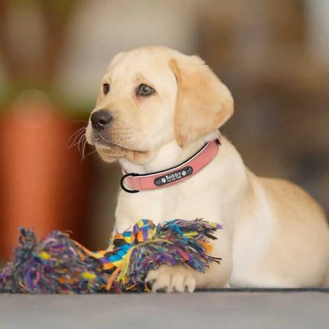 Personalized Vegan Leather Dog Collar