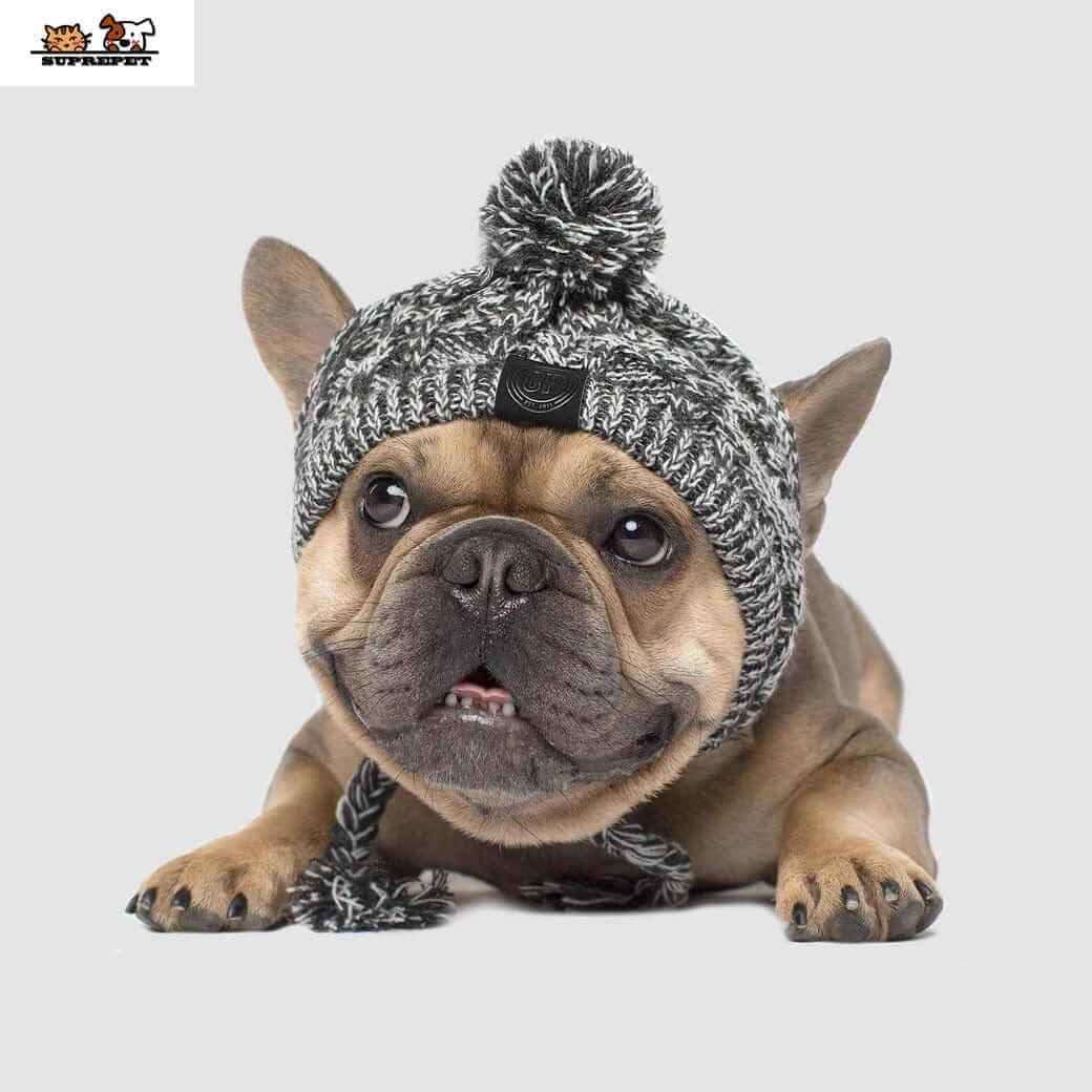 Small brown dog wearing a grey and white marled knit hat with a pom-pom and braided chin straps.