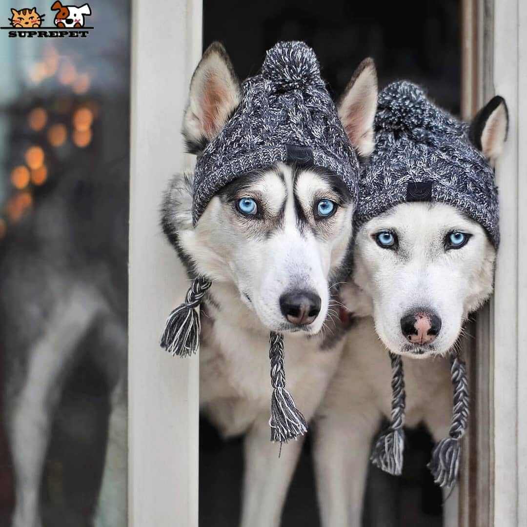 Two dogs wearing gray and white marled knit hats with pom-poms and braided tassels, branded SUPREPET.